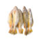 Yellow Croaker 800g-1200g